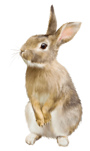 rabbit-png-40314-min